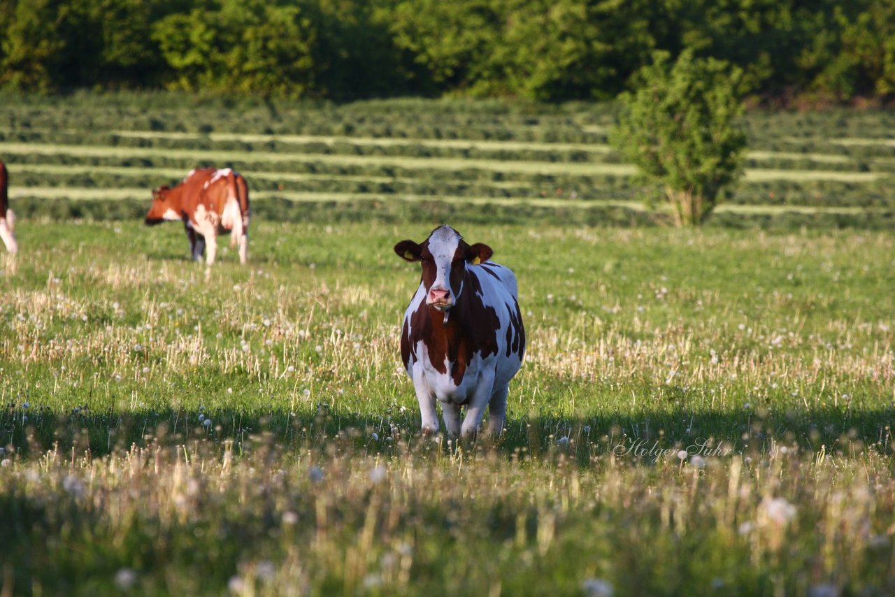 Bild 10 - Abendstimmung 2009